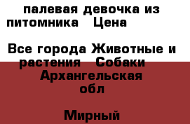 палевая девочка из питомника › Цена ­ 40 000 - Все города Животные и растения » Собаки   . Архангельская обл.,Мирный г.